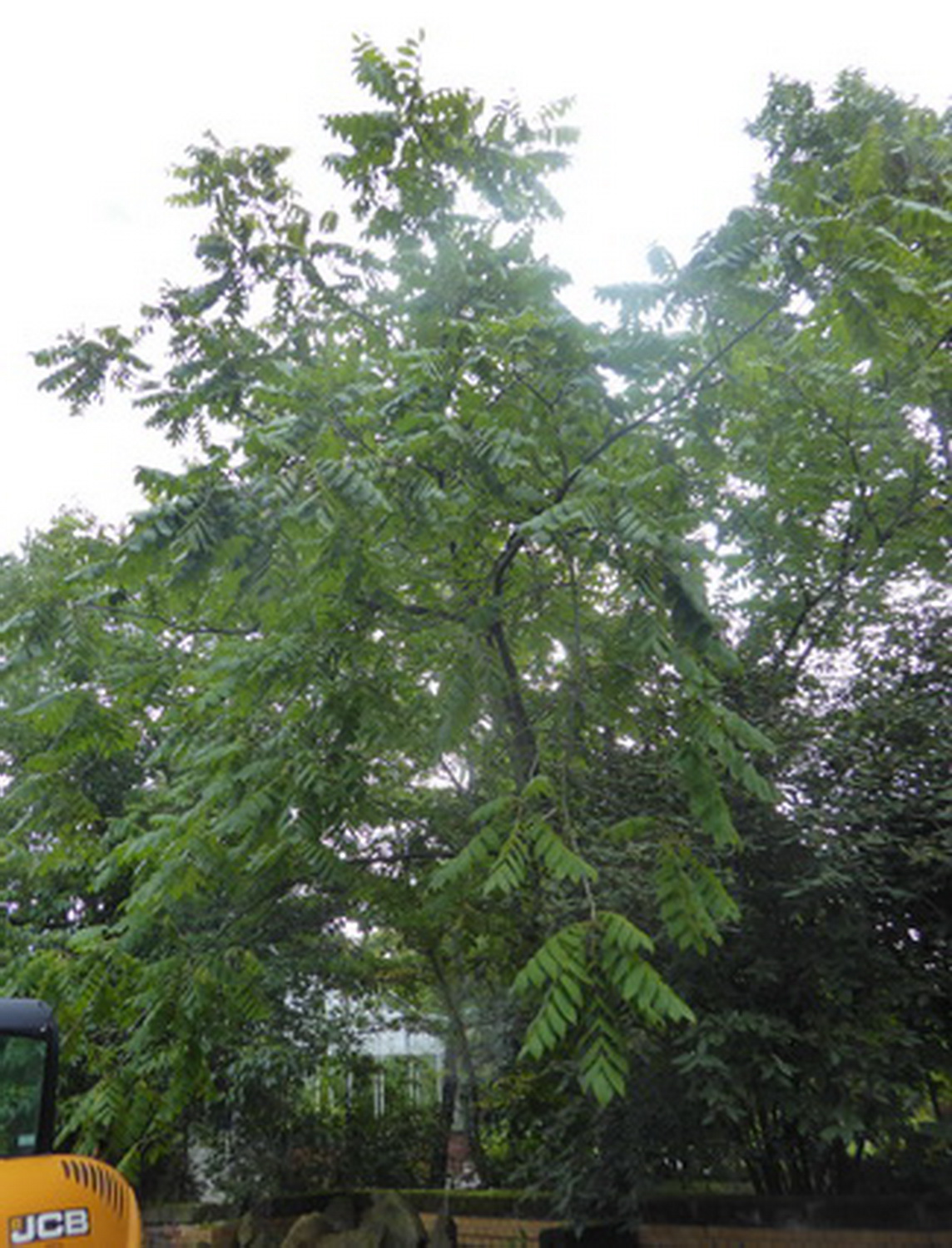 Juglans cathayensis - Dresden Botanischer Garten - September 2022