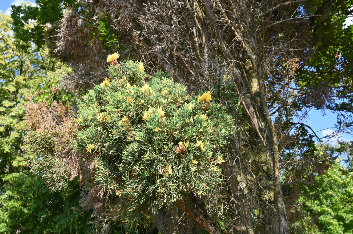 Juniperus chinensis 'Variegata' - Dresden - Juli 2023