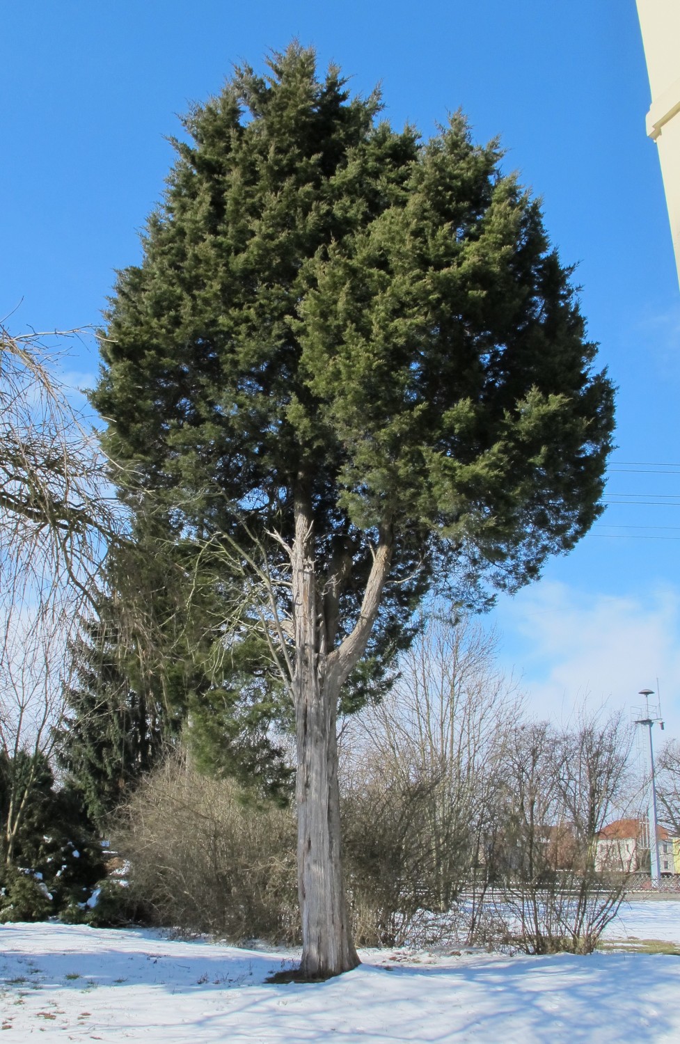 Juniperus virginiana - Hof - 2013