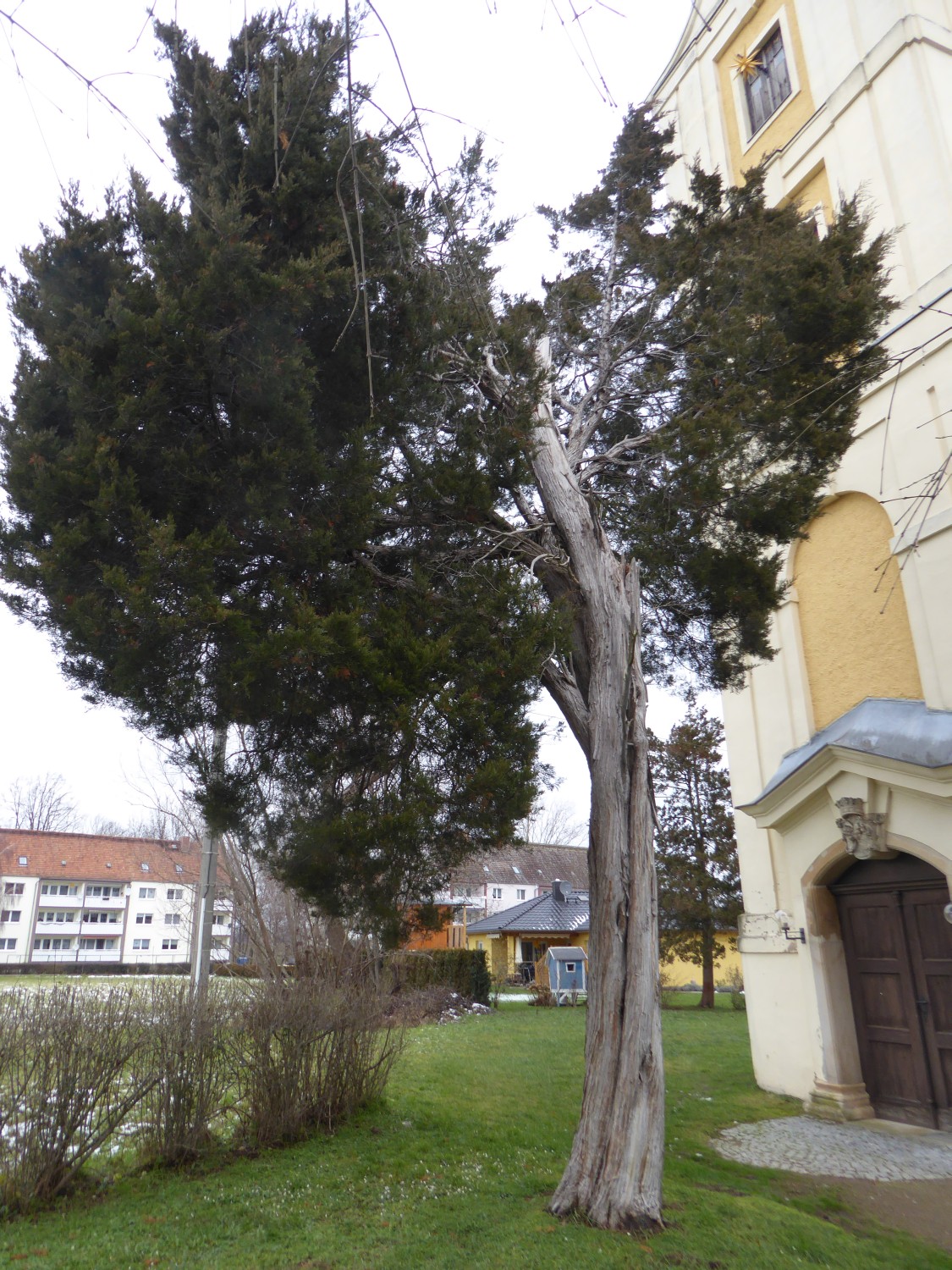 Juniperus virginiana - Hof - 2021