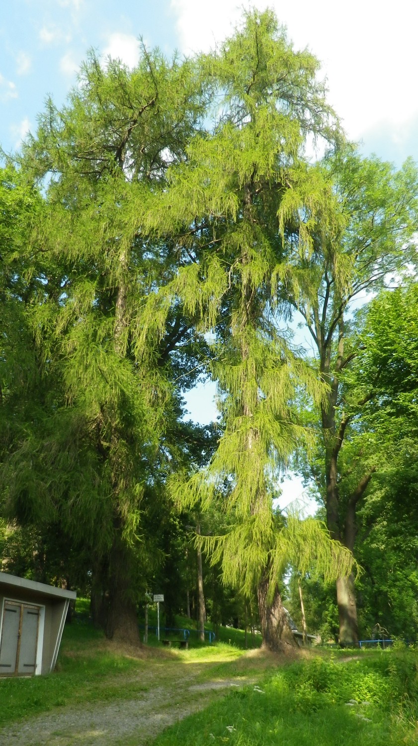 Larix decidua - Pfaffroda - 2014