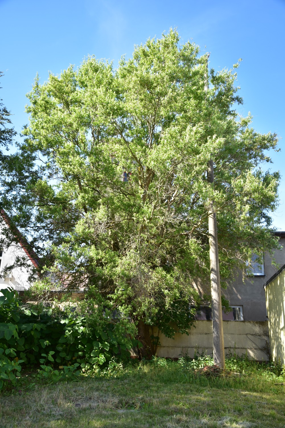 Salix matsudana 'Tortuosa' - Grimmen - 2018
