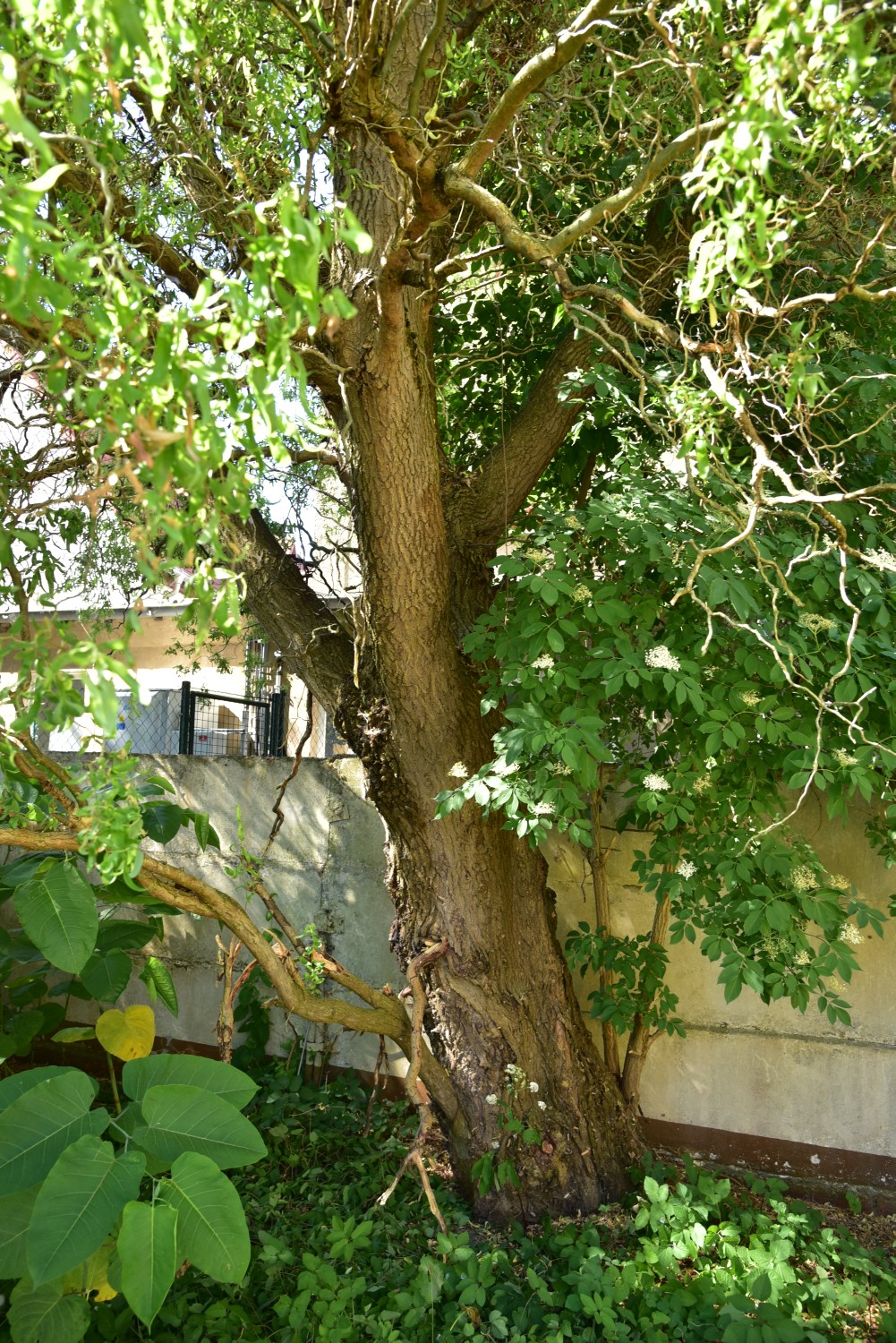 Salix matsudana 'Tortuosa' - Grimmen - 2018