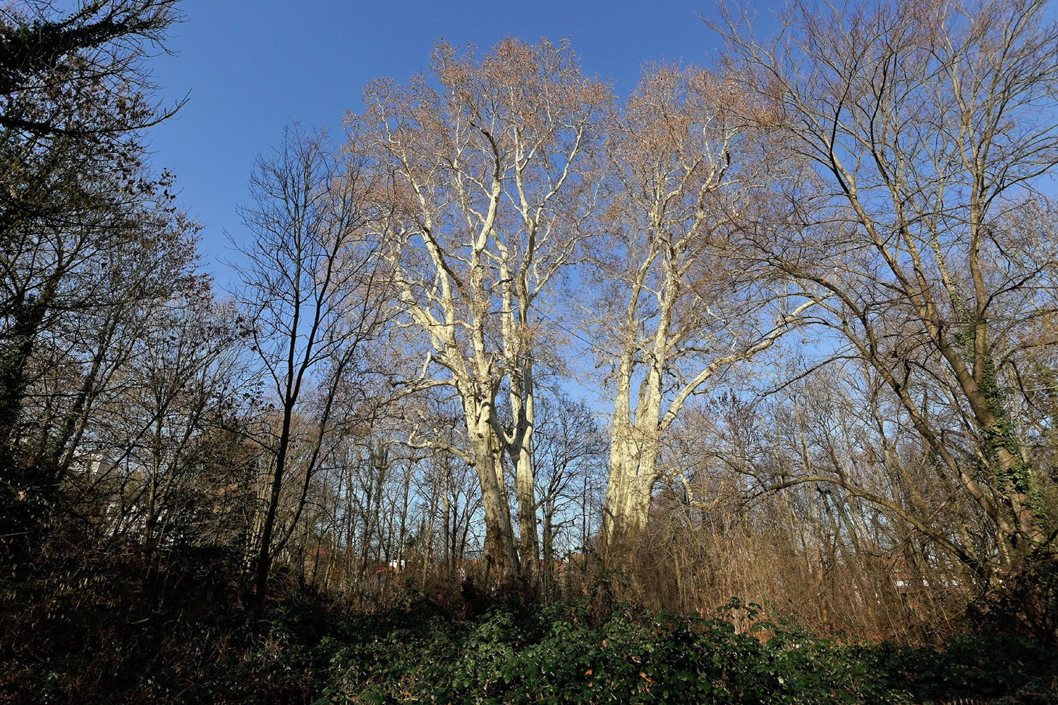 Platanus × hispanica - Büdesheim, Schlossgarten - 2019