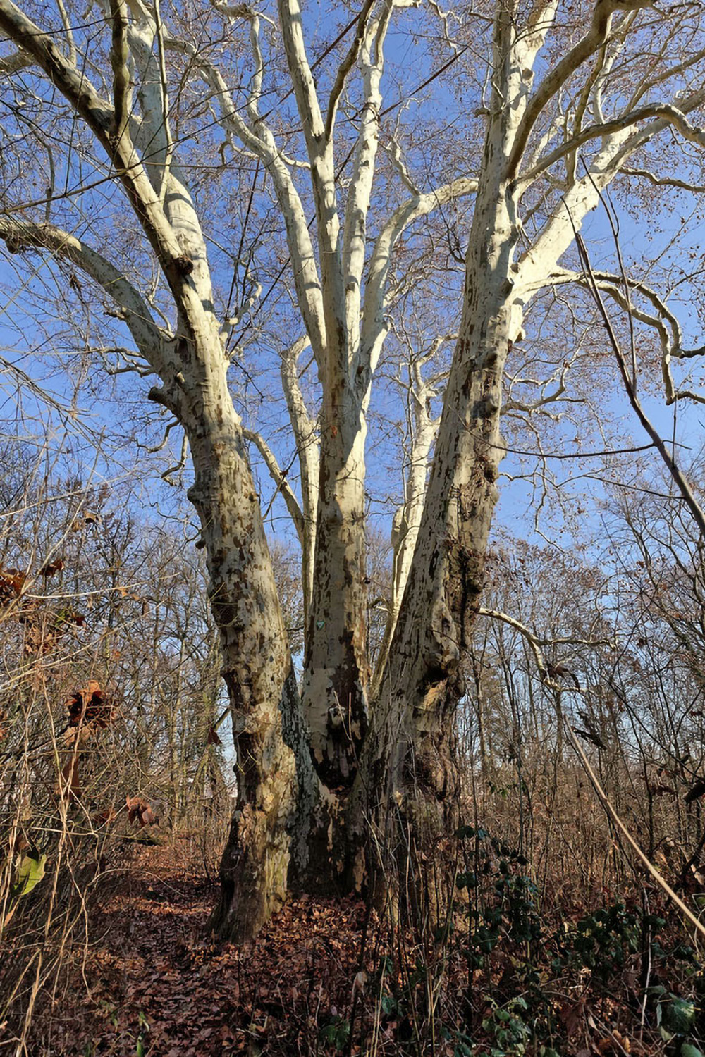 Platanus × hispanica - Büdesheim, Schlossgarten - 2019