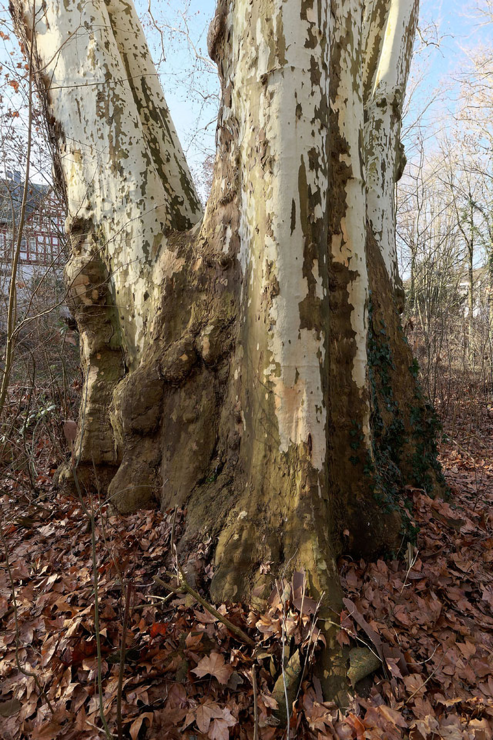 Platanus × hispanica - Büdesheim, Schlossgarten - 2019