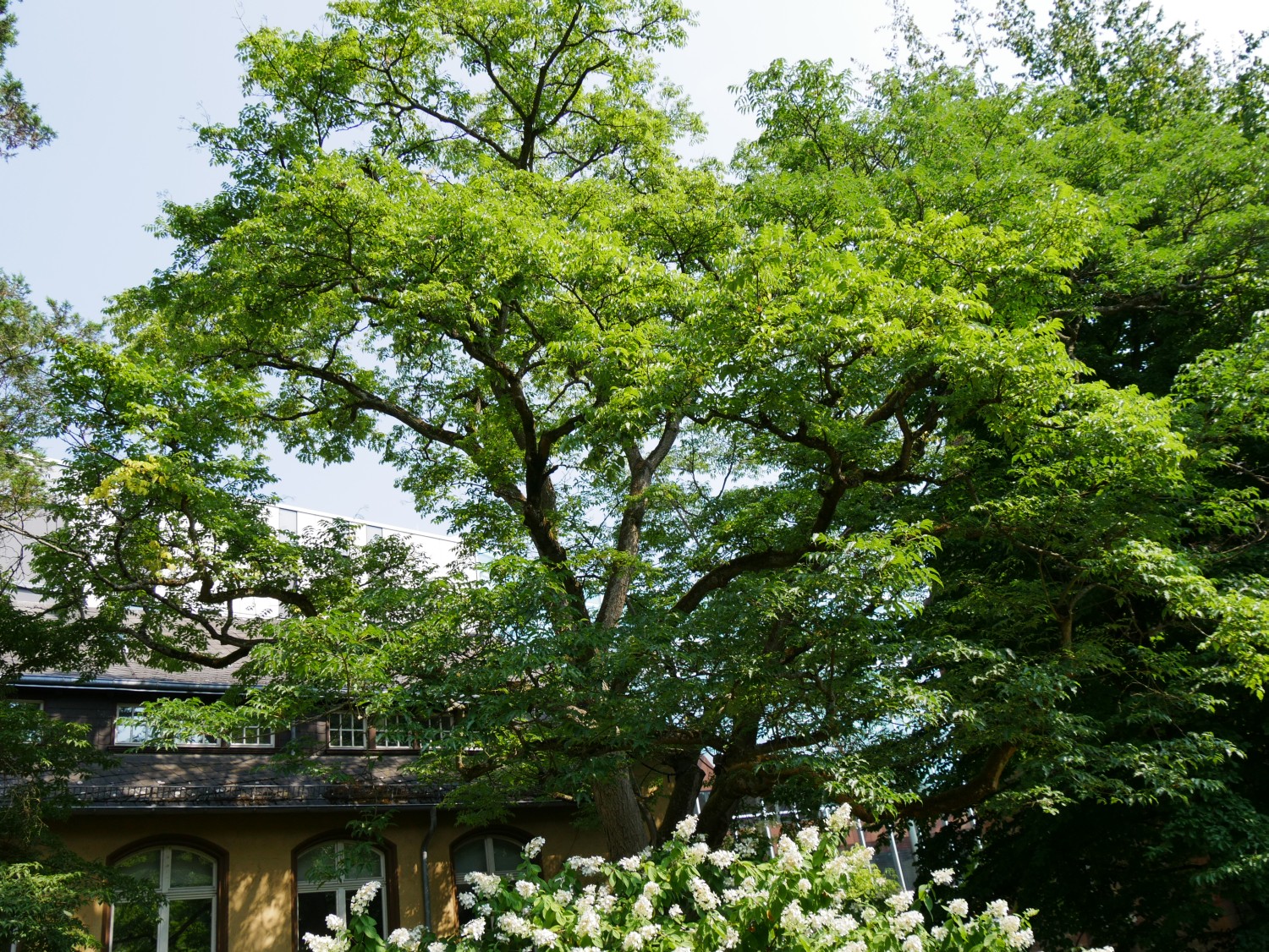Phellodendron japonicum - Marburg - 2020
