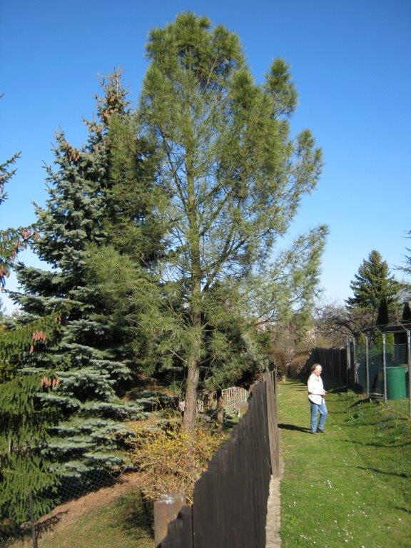 Pinus pinaster - Gera - 2014