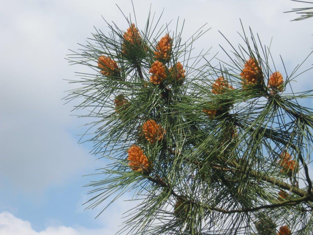 Pinus pinaster - Gera - 2014