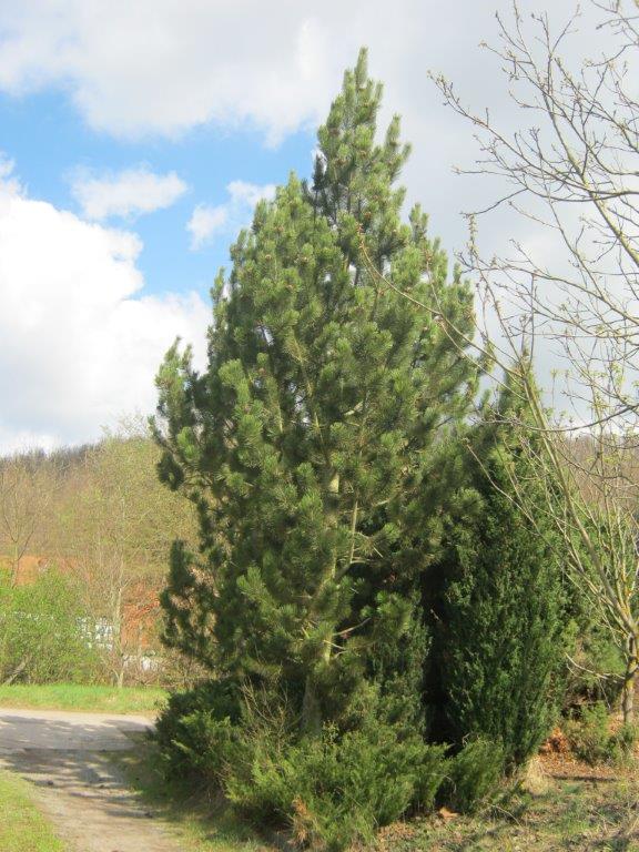 Pinus heldreichii - Gera - 2014