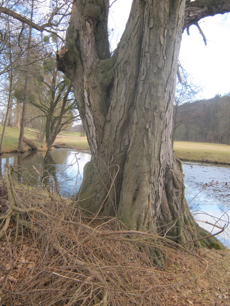 Carpinus betulus - Bad Köstritz - Februar 2017