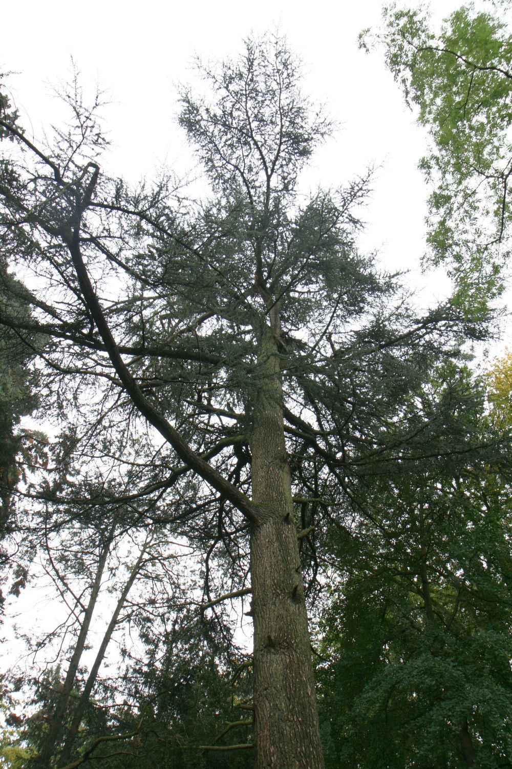 Cedrus atlantica - Kalkhorst - September 2019