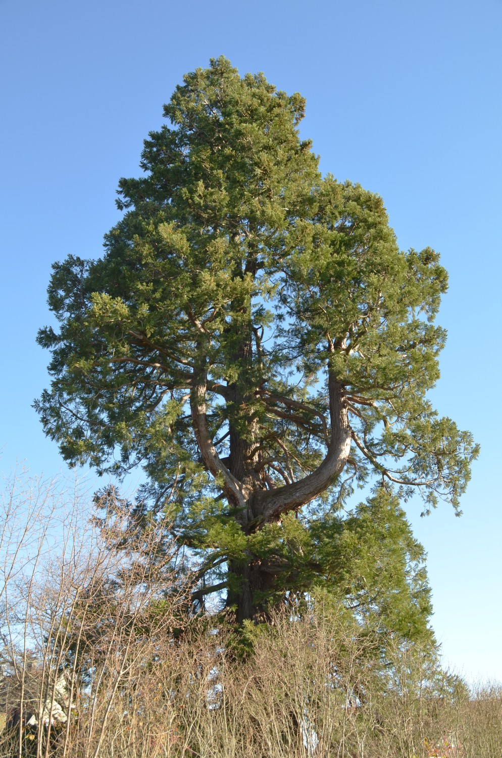Sequoiadendron giganteum - Neuweiler - 2020