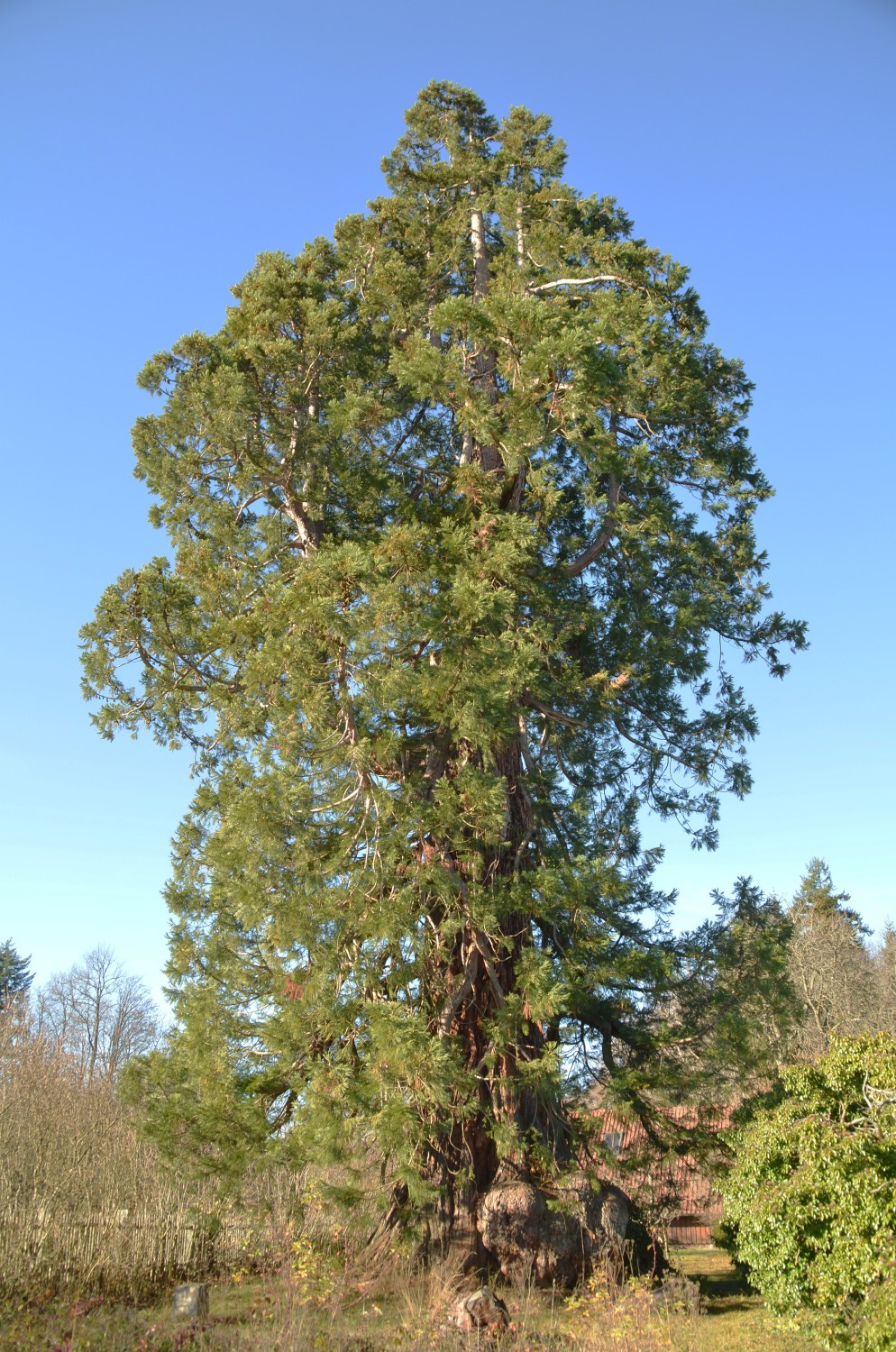 Sequoiadendron giganteum - Neuweiler - 2020