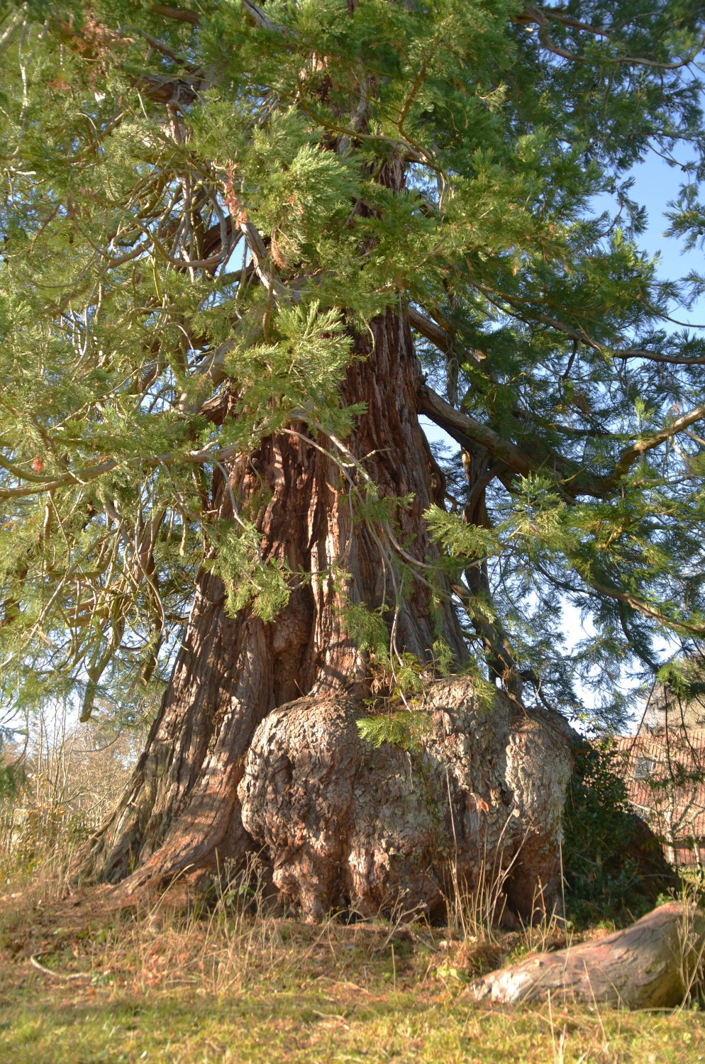 Sequoiadendron giganteum - Neuweiler - 2020