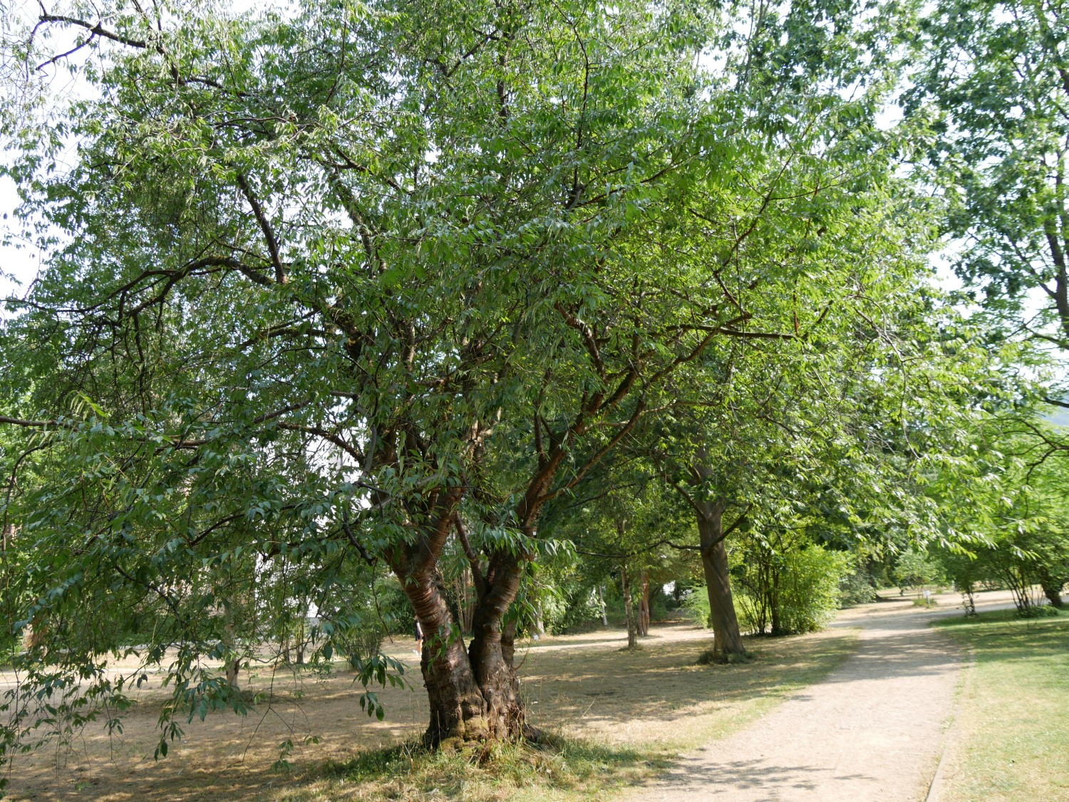 Prunus serrula - Marburg - 2020