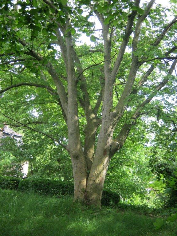 Zelkova serrata, Neustadt Orla, 2014