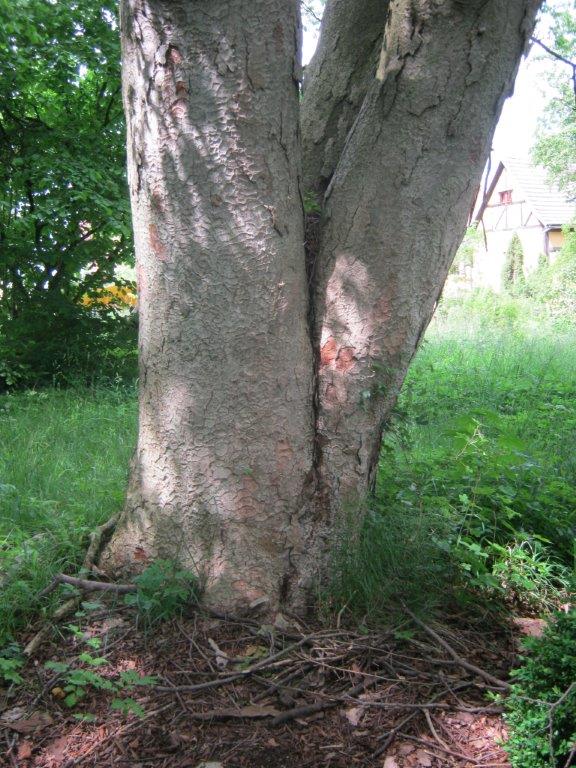 Zelkova serrata, Neustadt Orla, 2014