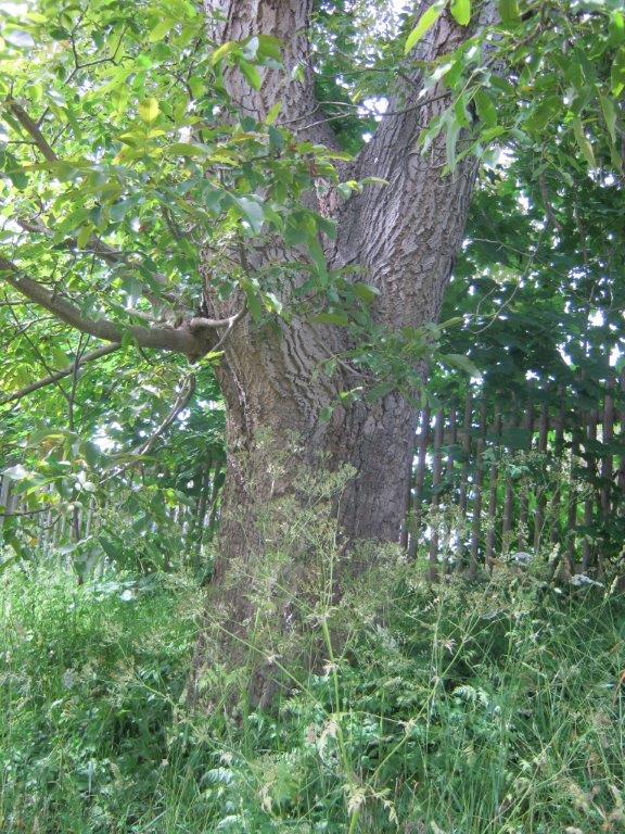 Juglans regia - Arnshaugk - 2014