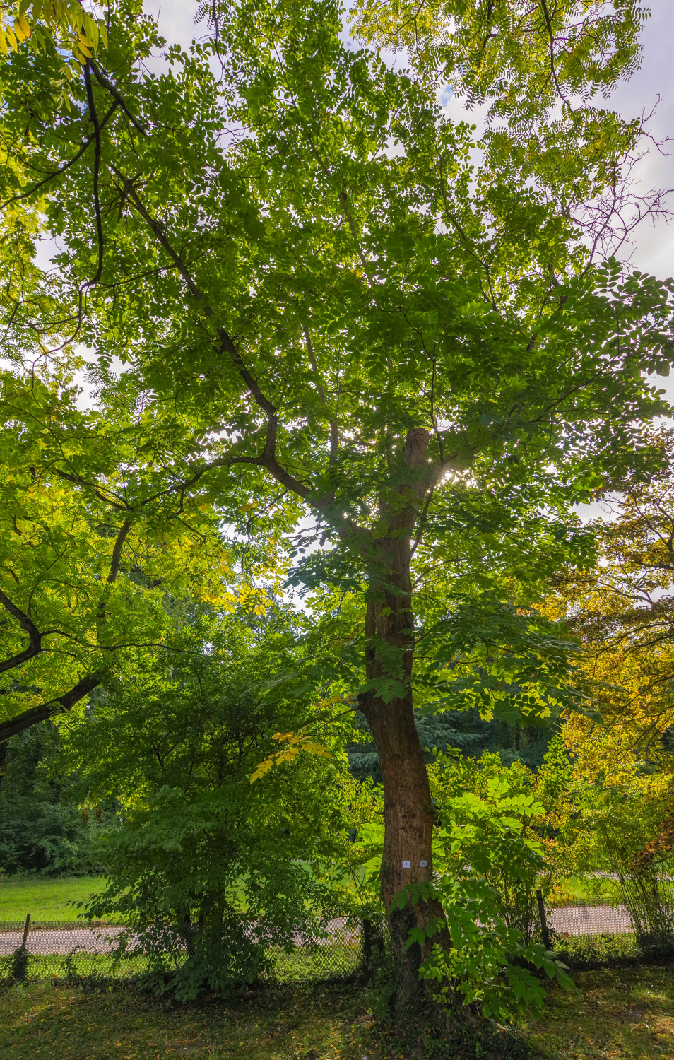 Juglans mandshurica - Bot. Garten Potsdam - Okt. 2025