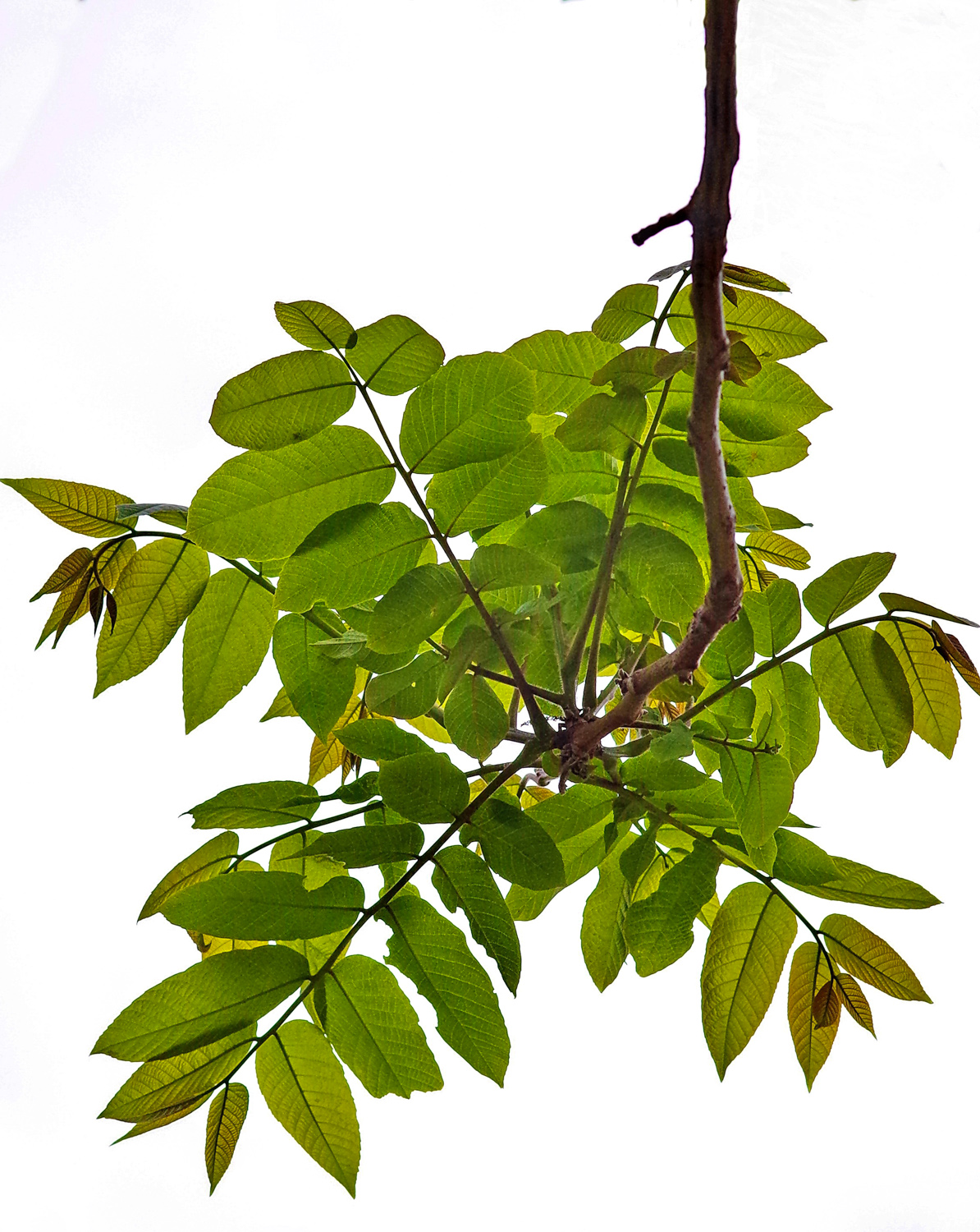 Juglans mandshurica - Bot. Garten Potsdam - Okt. 2025
