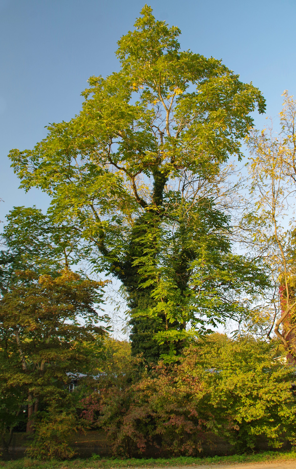 Juglans mandshurica - Bot. Garten Potsdam - Okt. 2025
