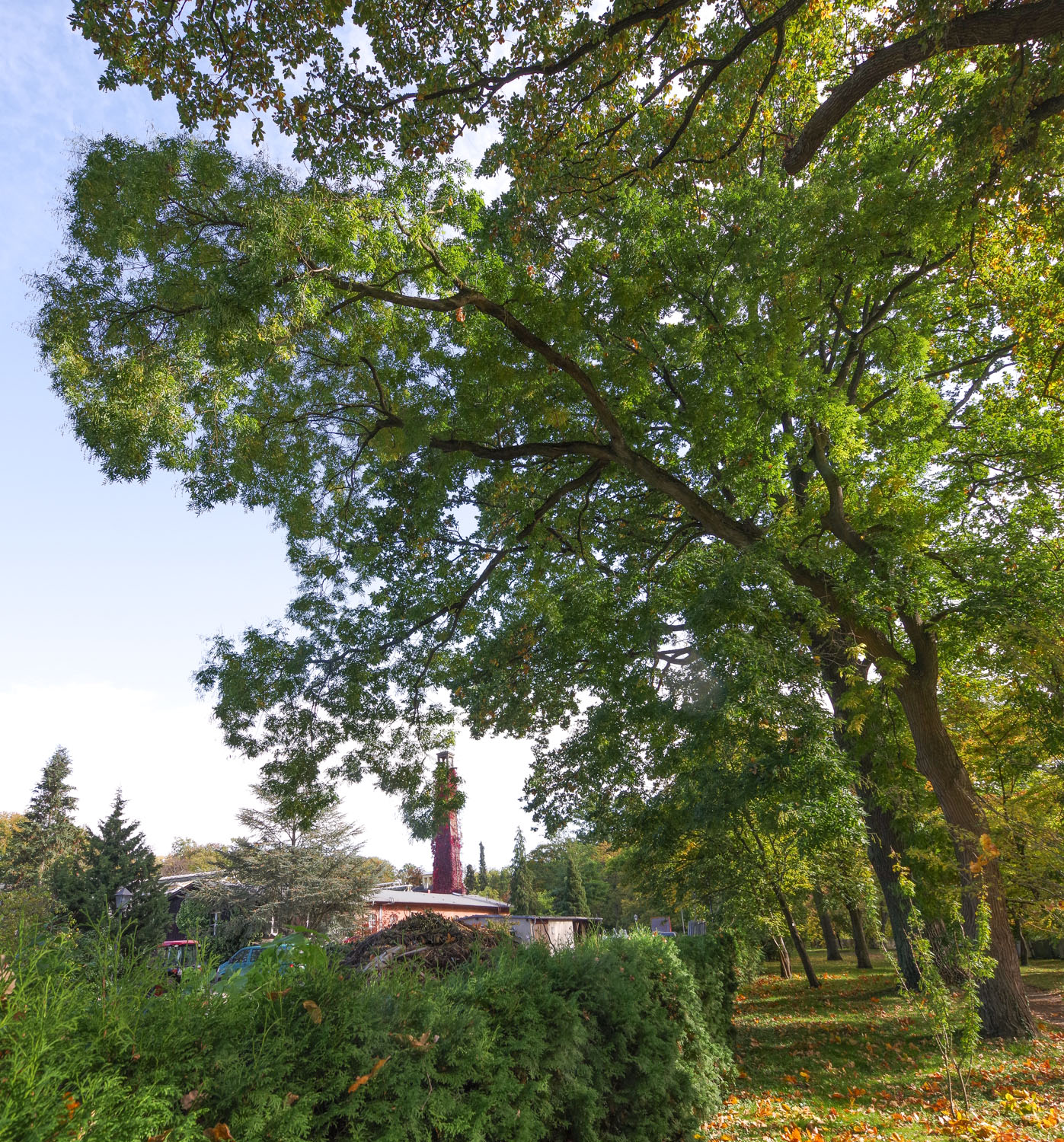 Styphnolobium japonicum - Potsdam - Okt. 2022