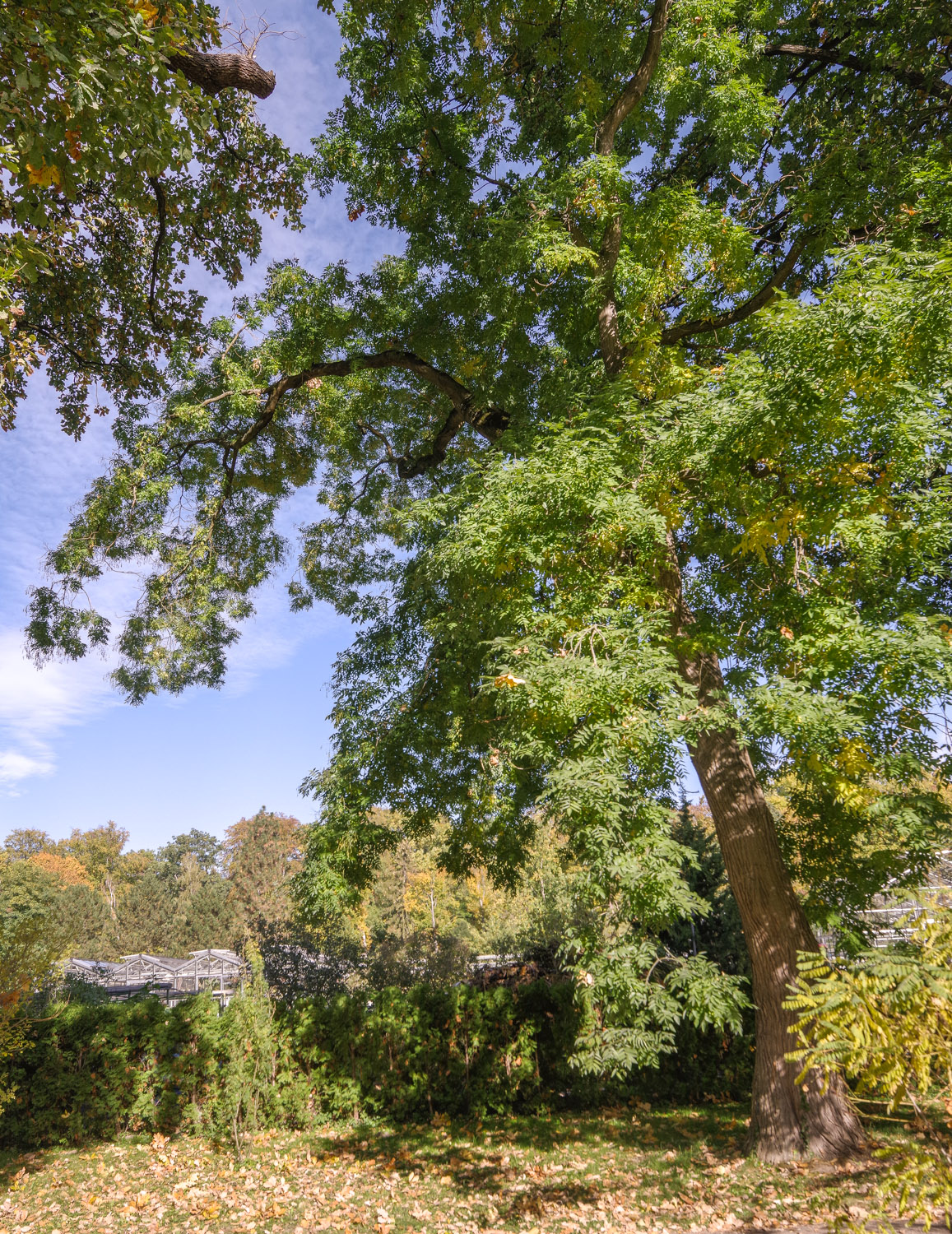 Styphnolobium japonicum - Potsdam - Okt. 2022