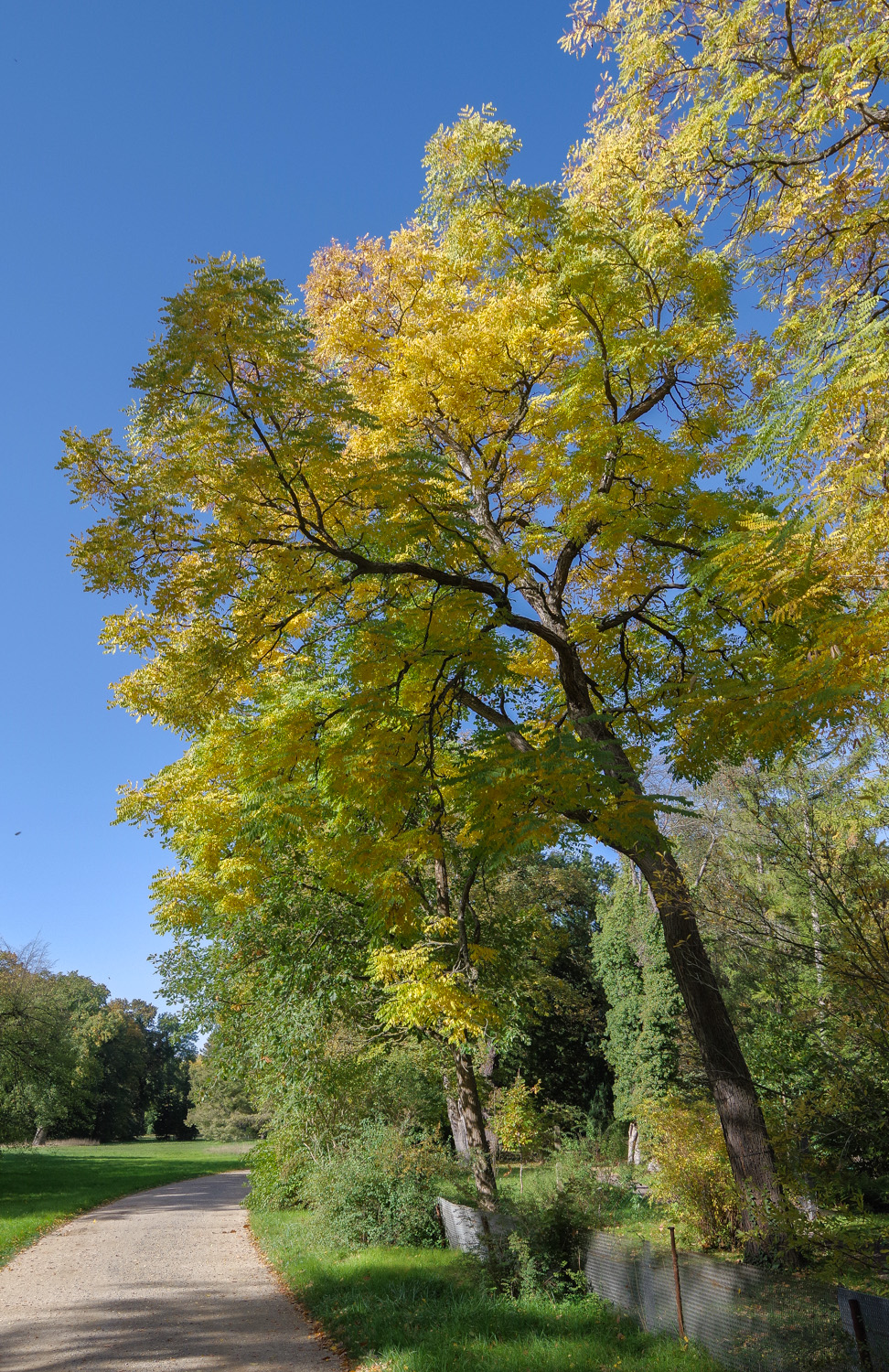 Gymnocladus dioicus - Berlin, Bot. Garten - Okt. 2024