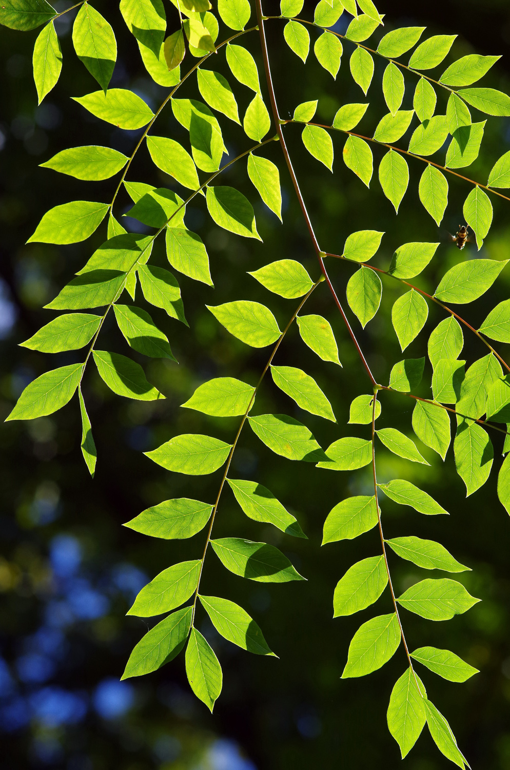 Gymnocladus dioicus - Berlin, Bot. Garten - Okt. 2024