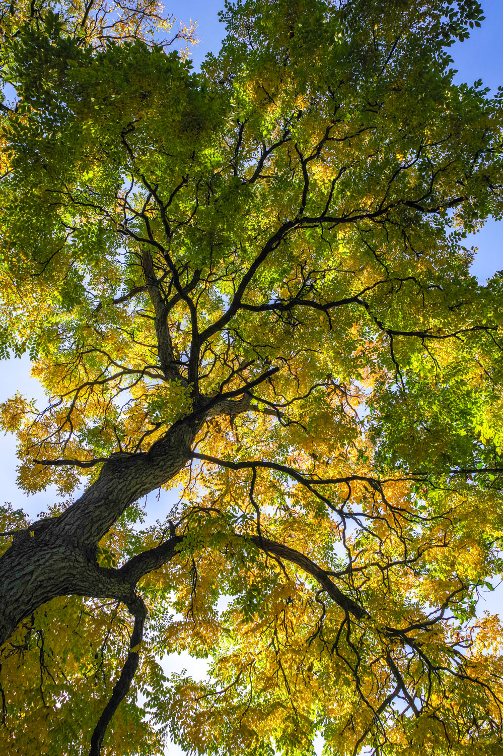 Gymnocladus dioicus - Berlin, Bot. Garten - Okt. 2024