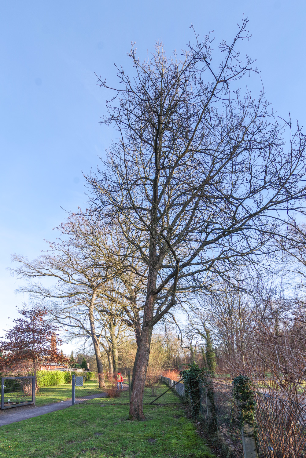 Euonymus sanguineus - Bot. Garten Potsdam - Dez. 2023