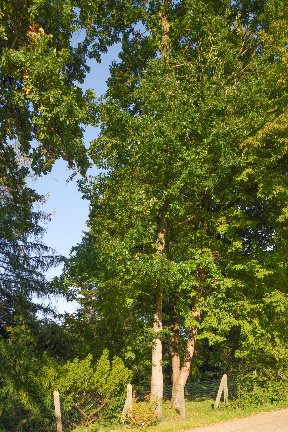 Quercus libani - Potsdam - Okt. 2025