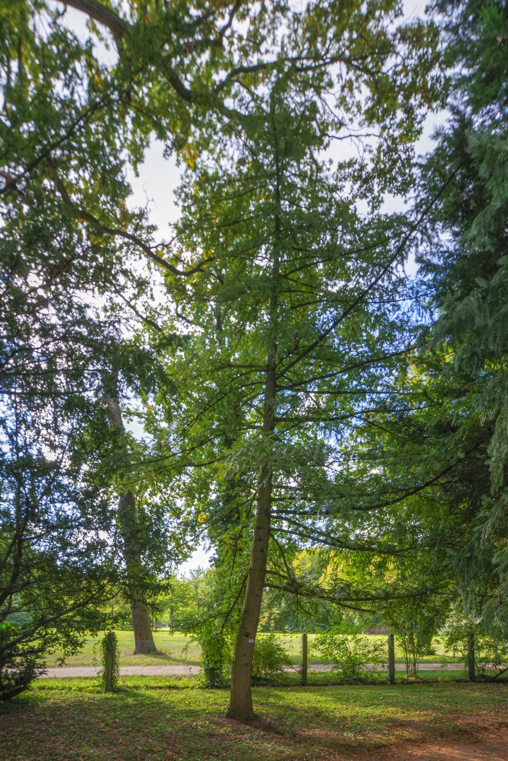 Torreya nucifera - Bot. Garten Potsdam - Okt. 2025