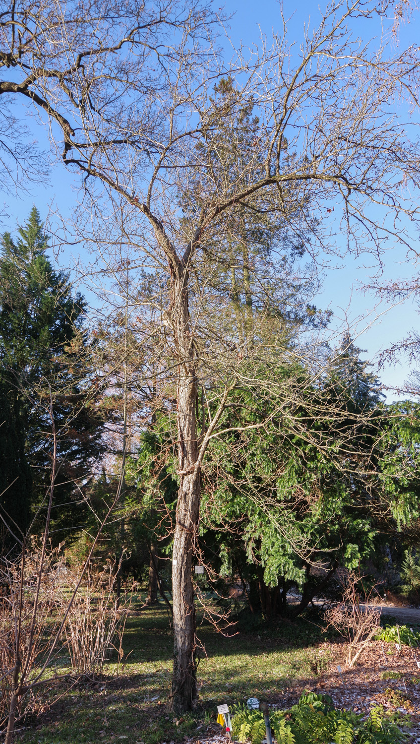 Crataegus coccinea - Potsdam - Juni 2022