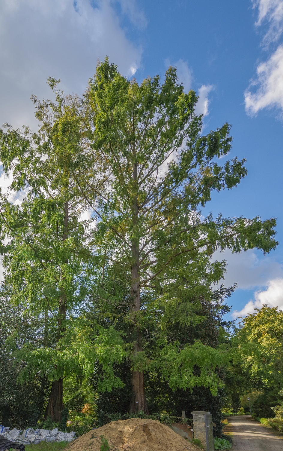 Metasequoia glypostroboides - Bot. Garten Potsdam - Okt. 2025