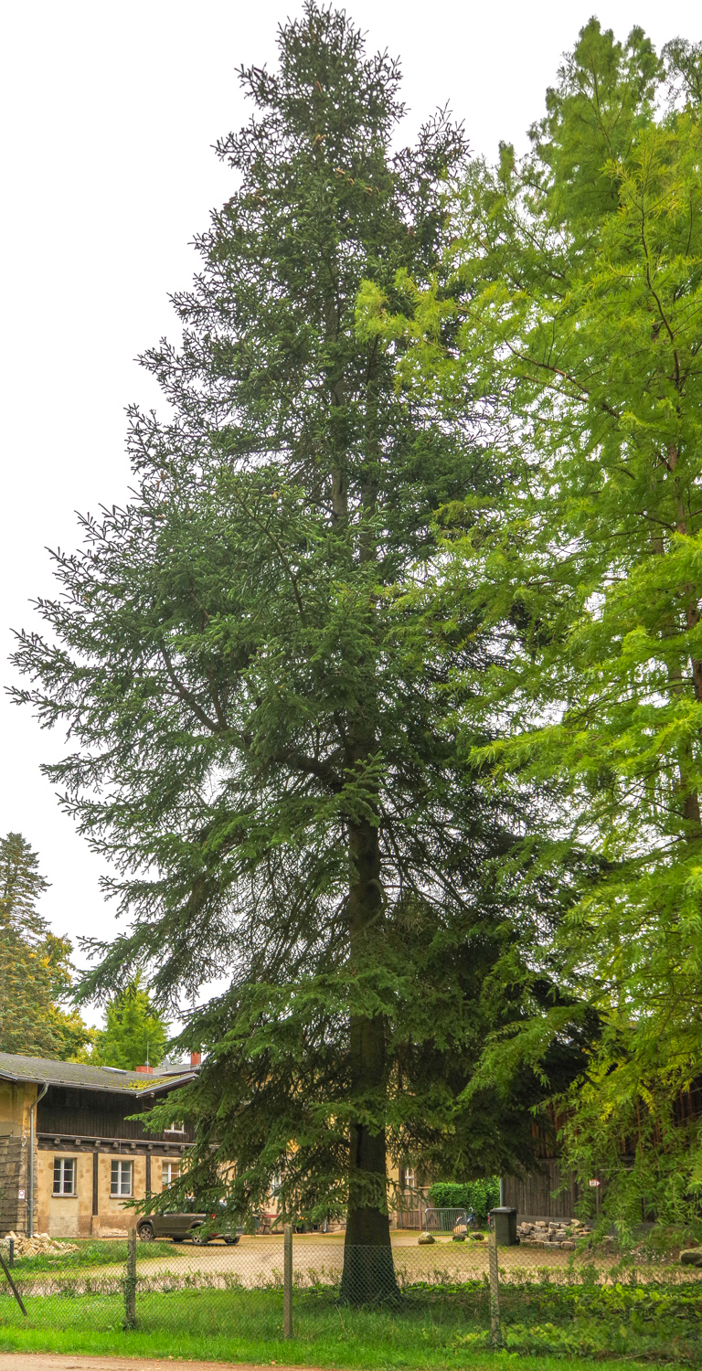 Abies cephalonica - Potsdam - Okt. 2025