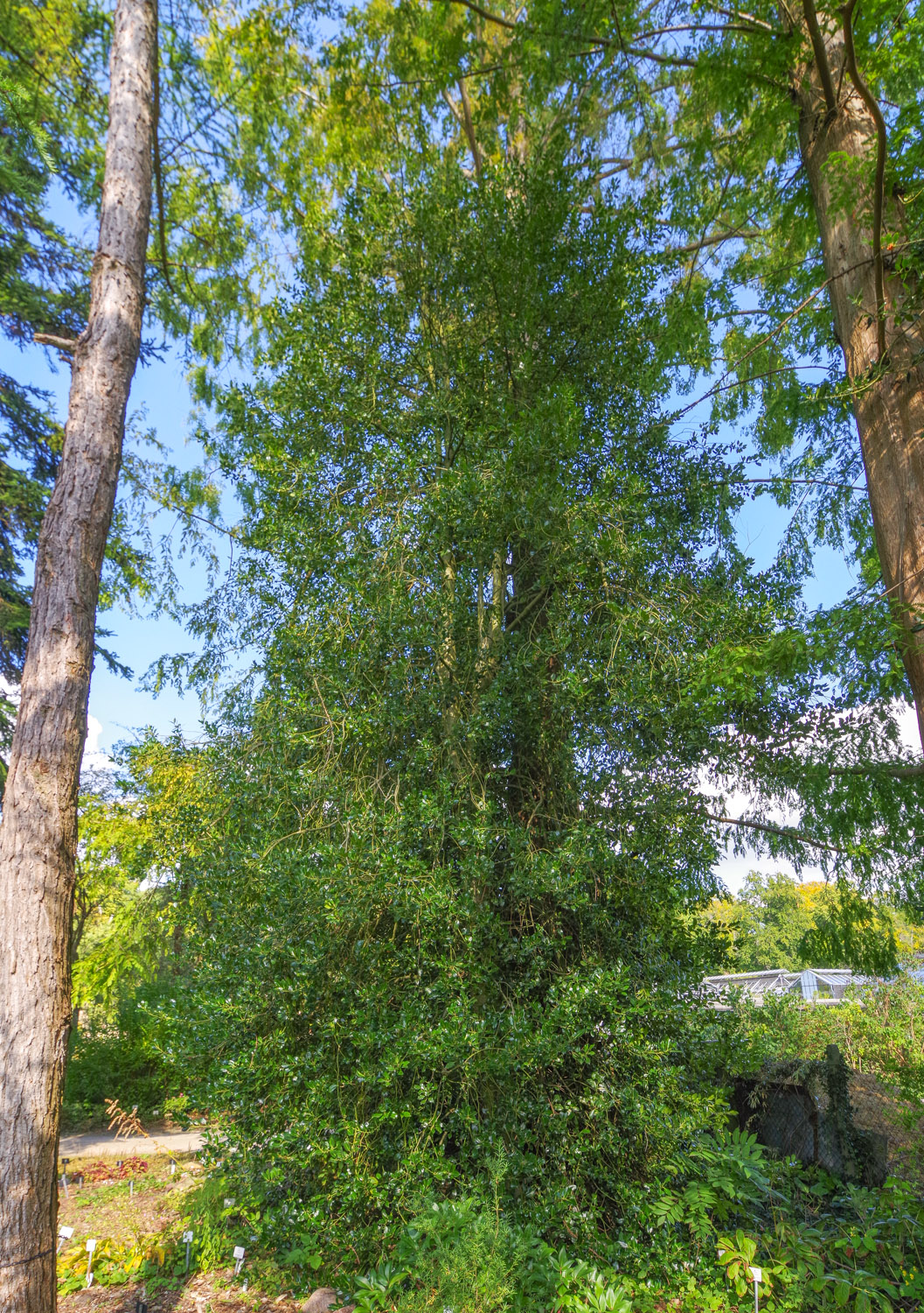 Ilex × altaclarensis - Bot. Garten Potsdam - Okt. 2025