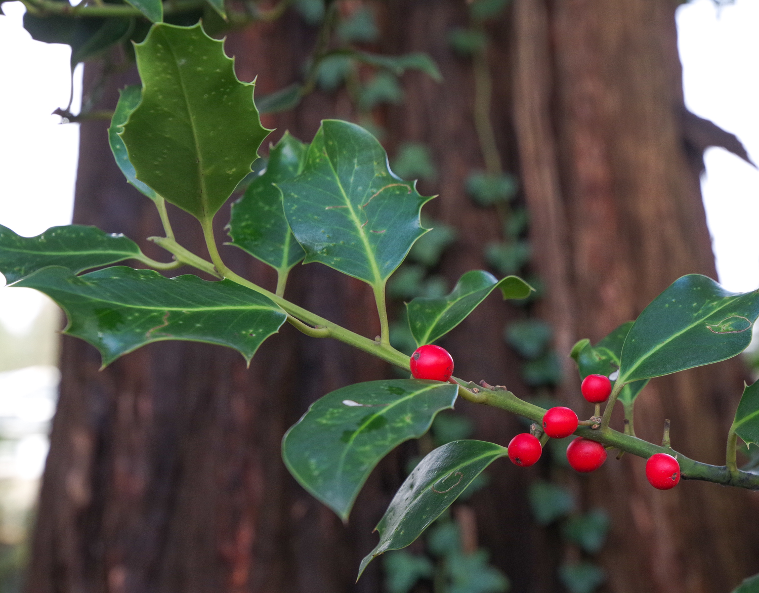 Ilex × altaclarensis - Potsdam - Jan. 2024