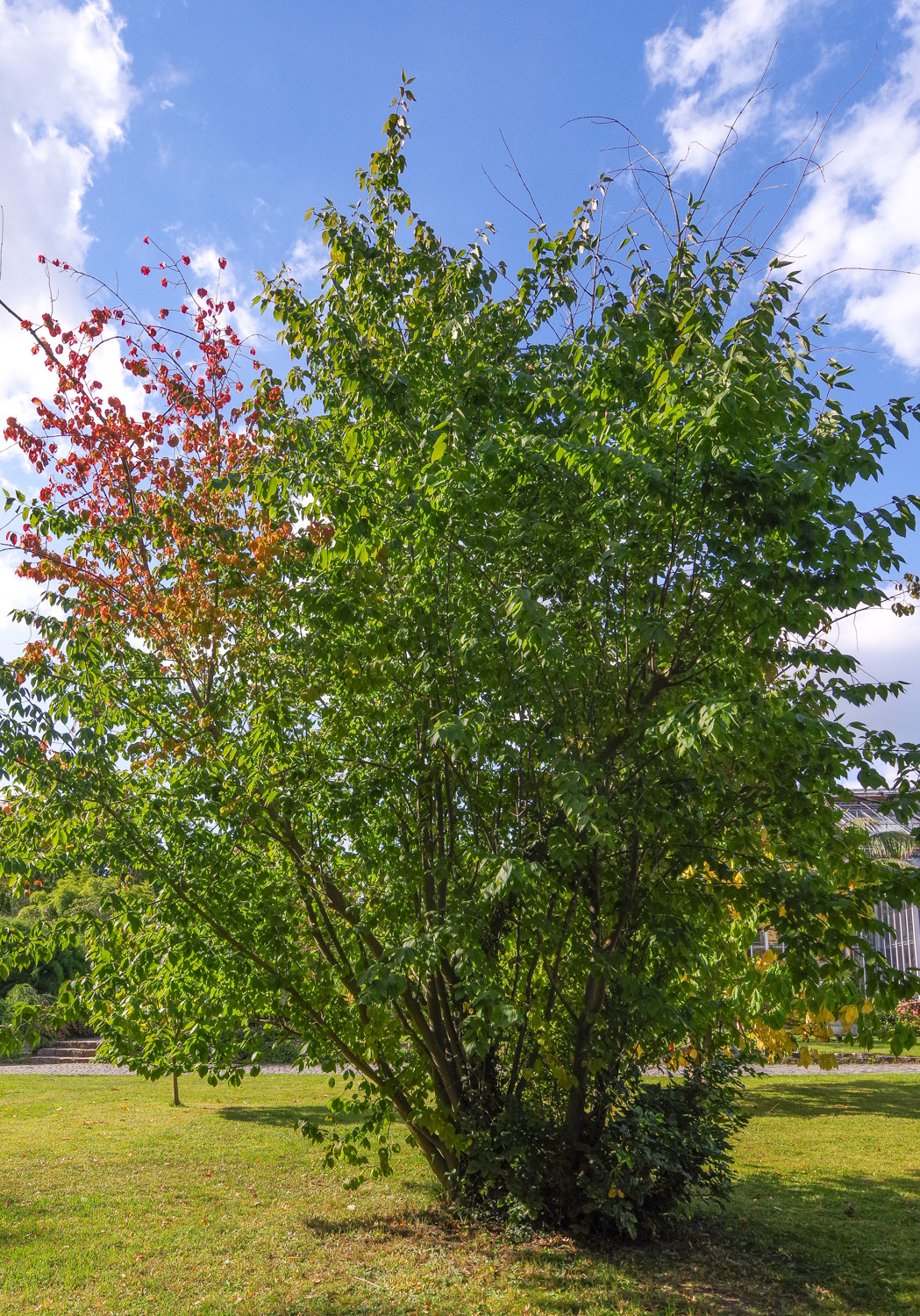 Euonymus sanguineus - Bot. Garten Potsdam - Okt. 2025