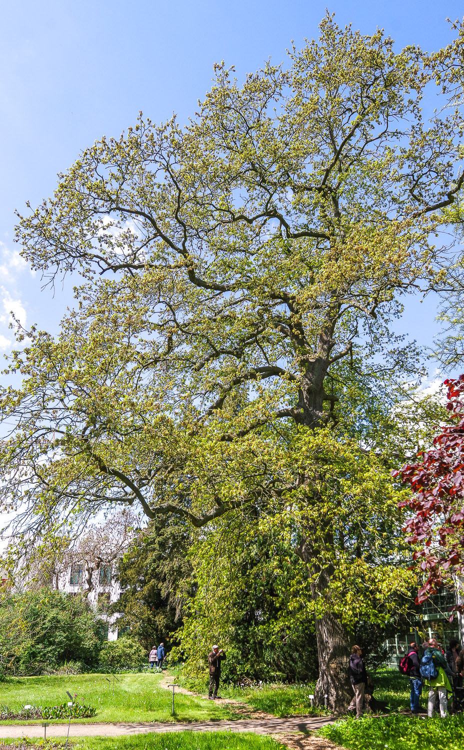 Quercus cerris - Botanischer Garten Greifswald - Mai 2026