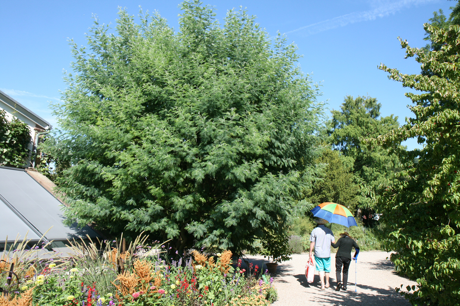 Acacia dealbata - Weinheim - Aug. 2016