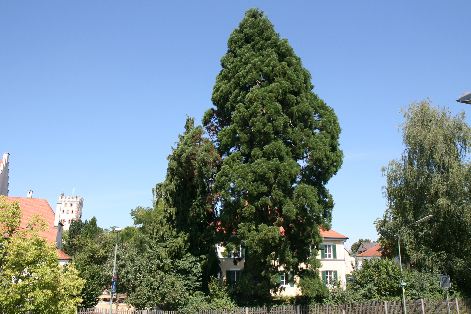 Sequoiadendron giganteum - Landsberg am Lech - Aug. 2012