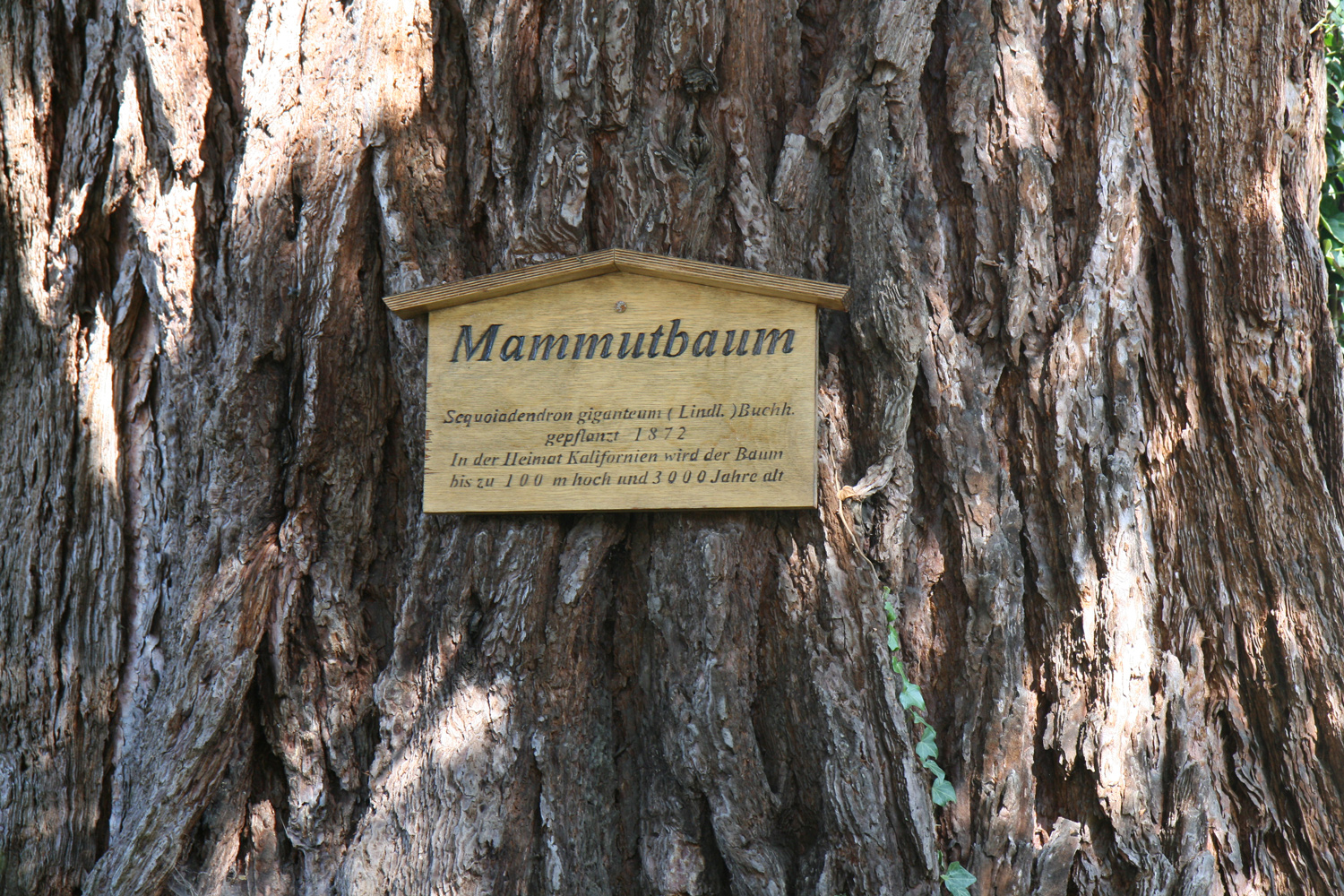 Sequoiadendron giganteum - Landsberg am Lech - Aug. 2012