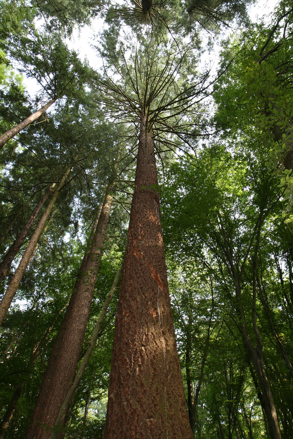 Pseudotsuga menziesii - Braunfels - Juli 2011
