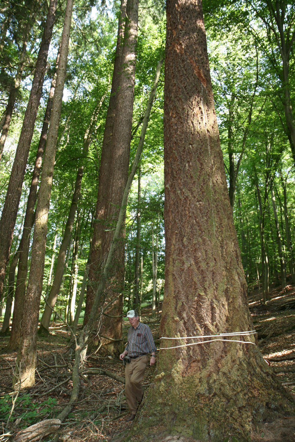 Pseudotsuga menziesii - Braunfels - Juli 2011