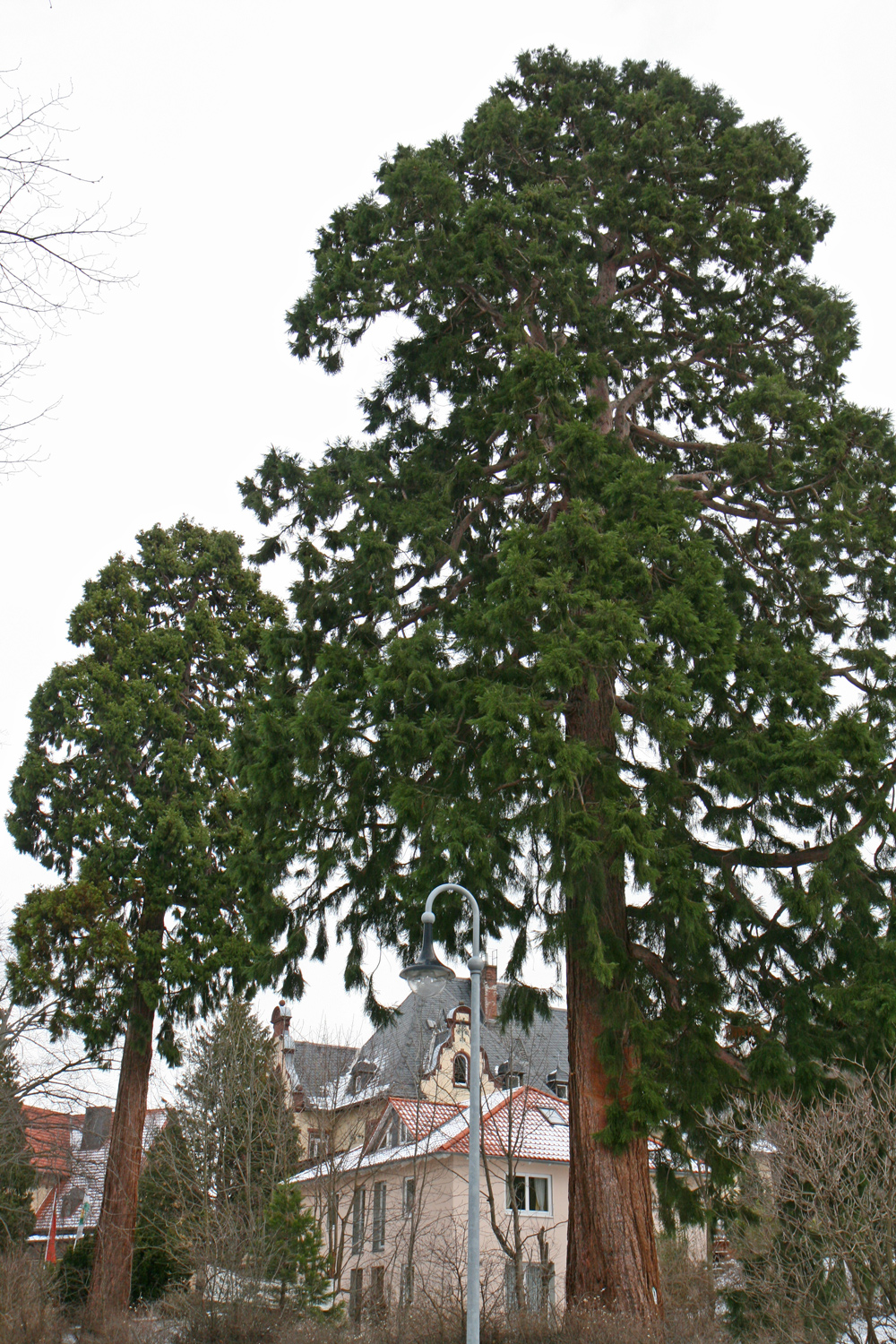 Sequoiadendron giganteum - Wernigerode - Febr. 2013