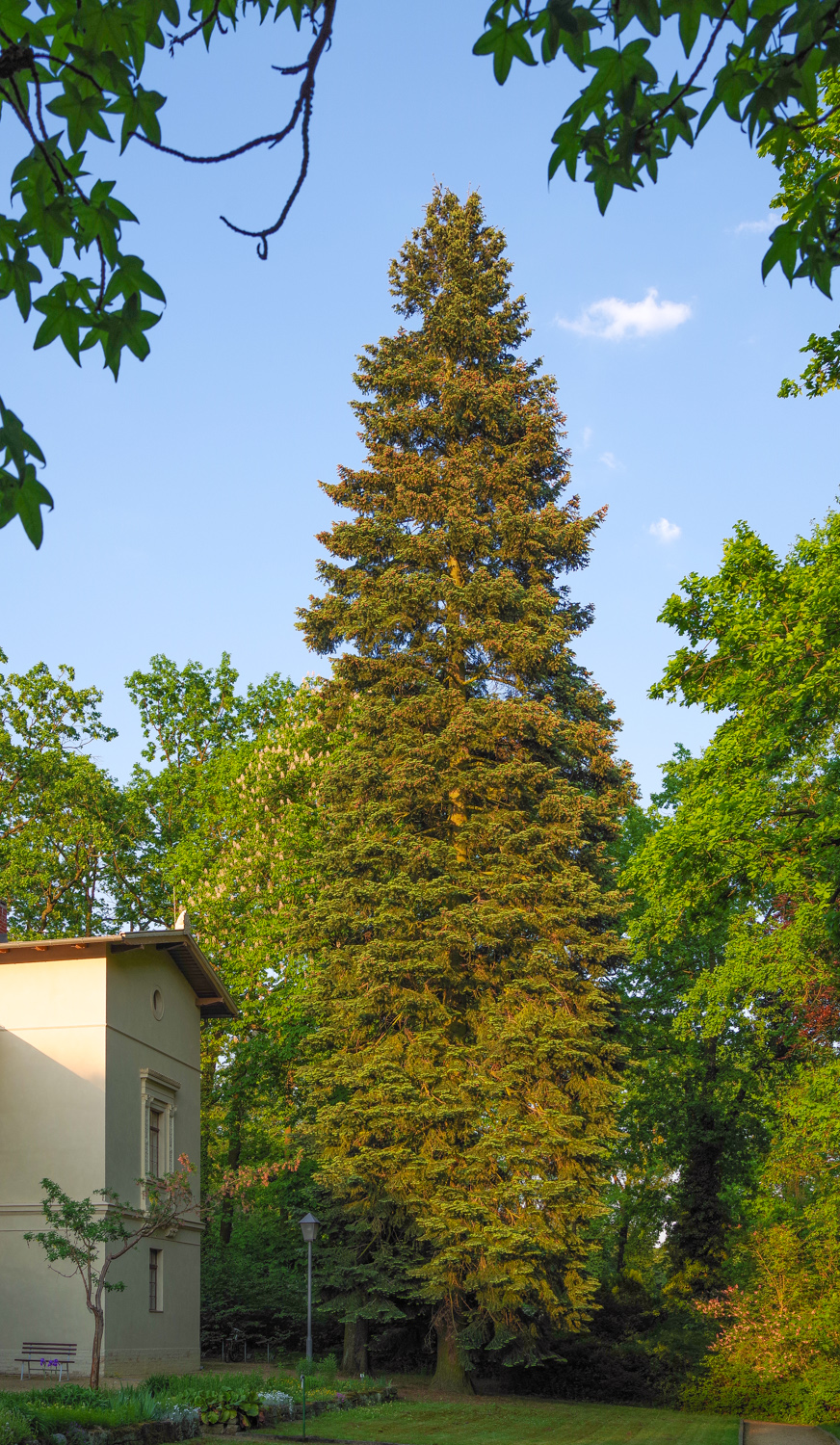 Abies concolor - Potsdam - Mai 2017