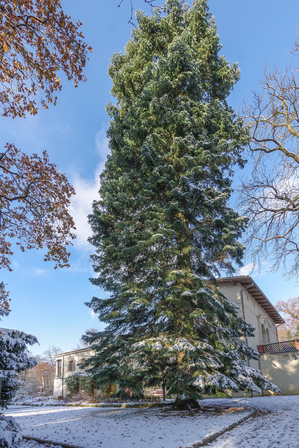 Abies concolor - Potsdam - Nov. 2023