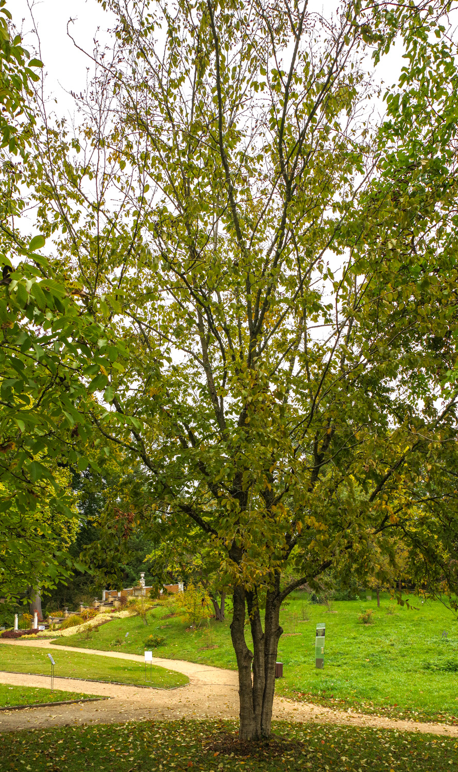 Betula lenta - Bot. Garten Potsdam - Okt. 2025